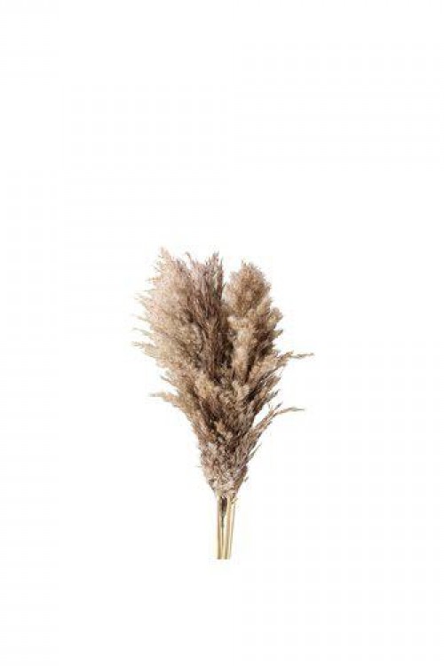 Τεχνητό αποξηραμένο μπουκέτο PAMPAS Natural 65-75cm 